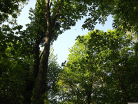 drzewokrzew_1411