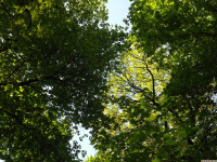 drzewokrzew_1412