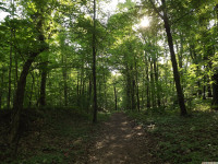 drzewokrzew_1413