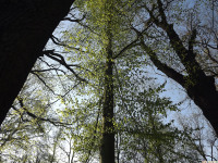 drzewokrzew_1414