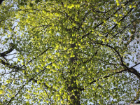 drzewokrzew_1415