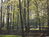 drzewokrzew_1416
