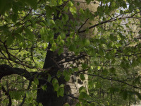 drzewokrzew_1417
