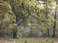 drzewokrzew_1419