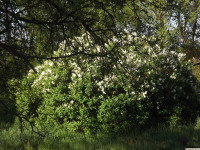 drzewokrzew_1424