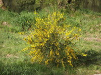 drzewokrzew_1425