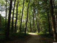 drzewokrzew_1426