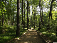 drzewokrzew_1427
