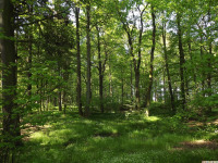 drzewokrzew_1428