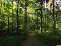 drzewokrzew_1429