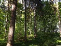 drzewokrzew_1430