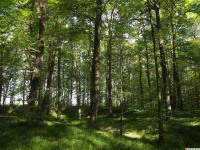 drzewokrzew_1431