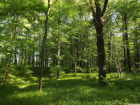drzewokrzew_1432