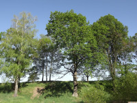 drzewokrzew_1433