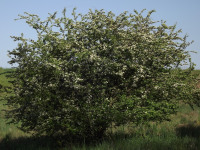drzewokrzew_1434