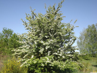 drzewokrzew_1435