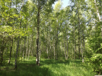 drzewokrzew_1436