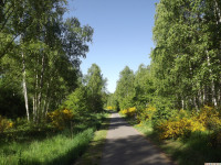 drzewokrzew_1437