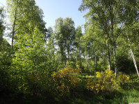 drzewokrzew_1438