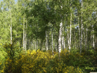 drzewokrzew_1439