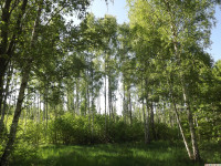 drzewokrzew_1440