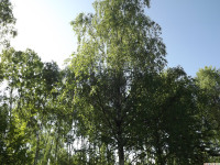 drzewokrzew_1441