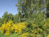 drzewokrzew_1442