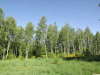 drzewokrzew_1443