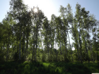 drzewokrzew_1444