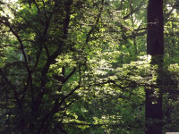 drzewokrzew_1446
