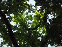 drzewokrzew_1447