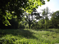drzewokrzew_1448