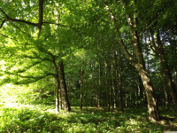 drzewokrzew_1449