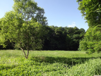 drzewokrzew_1451