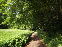 drzewokrzew_1452