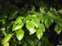 drzewokrzew_1453