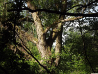 drzewokrzew_1454
