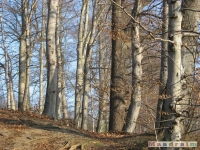 drzewokrzew_152