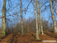drzewokrzew_157