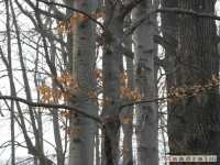 drzewokrzew_162