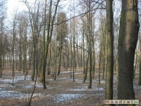 drzewokrzew_184