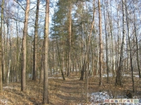 drzewokrzew_190
