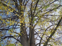 drzewokrzew_550