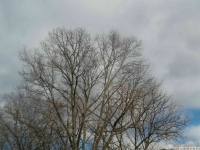 drzewokrzew_565