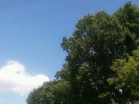 drzewokrzew_567