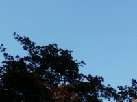 drzewokrzew_569