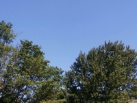 drzewokrzew_570