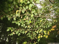 drzewokrzew_571