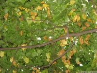 drzewokrzew_572