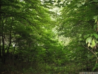 drzewokrzew_573